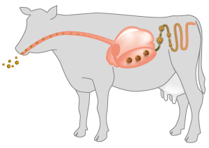 BEWI-FATRIX Produkte und die Verdauung der Kuh