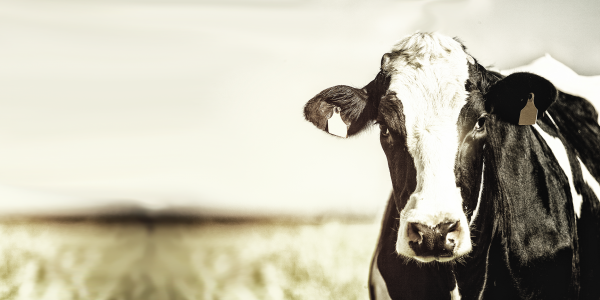 Bild Kuh auf der Weide in Nahaufnahme