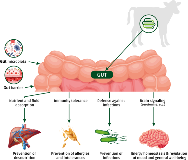 Intestinal health in calves