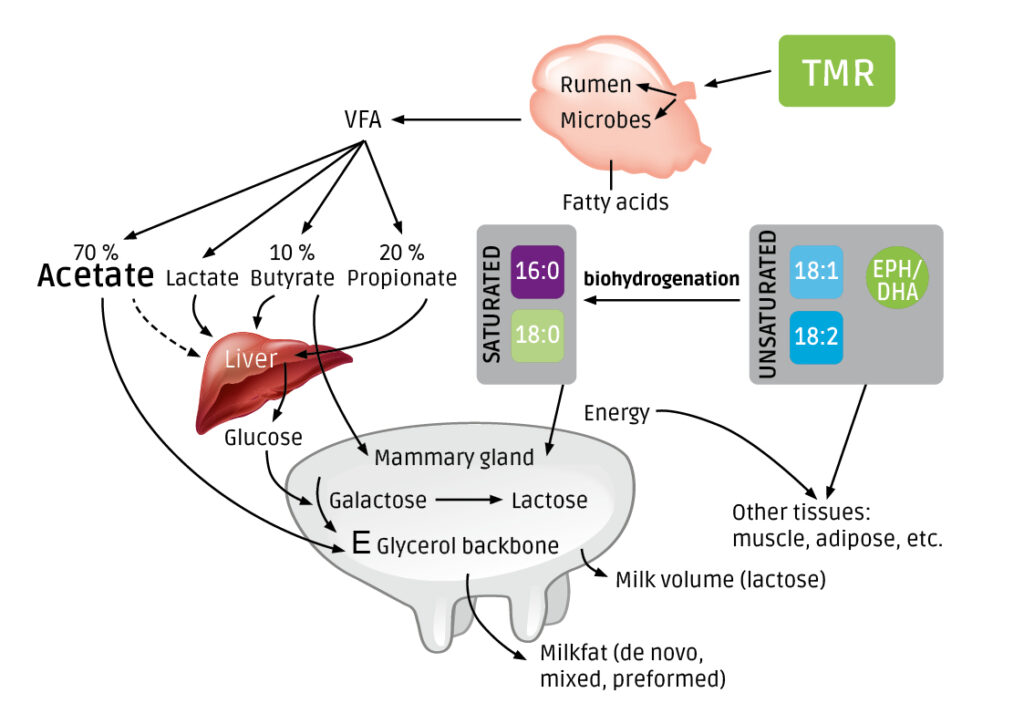 Figure about milk fat and the origin of fatty acids