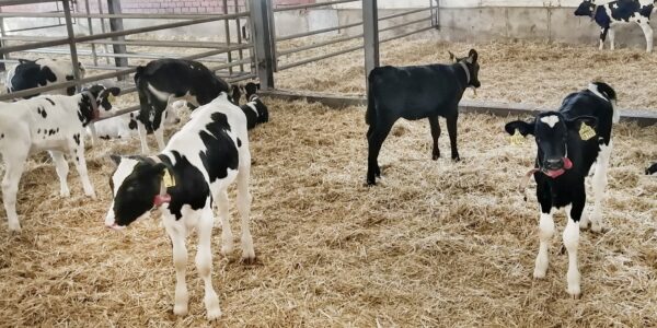 Kälber in Gruppenhaltung
