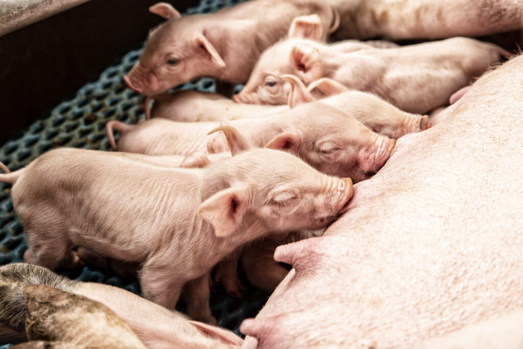Ferkel trinken bei der Sau