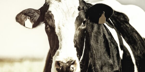 Kuh im Sommer auf der Weider