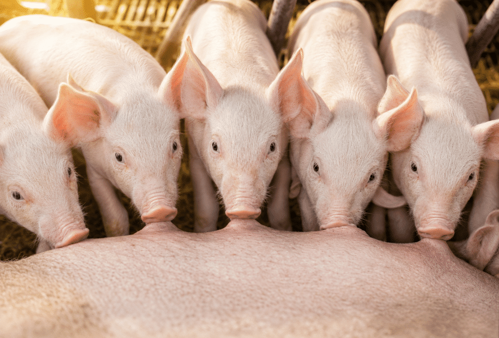 Bewital agri Farm Solutions Sauen mit Ferkel im Stall Thema Abferkeln und Laktation