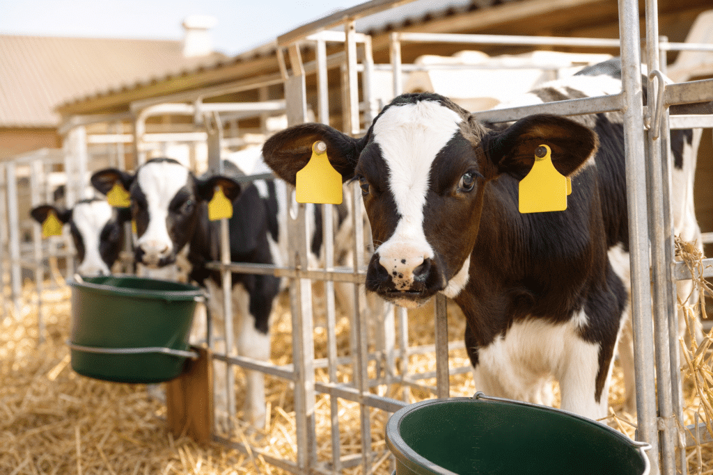 Bewital agri Farm Solutions Kalb / Kälber im Stall Thema Eisenmangel bei Vollmilchfütterung