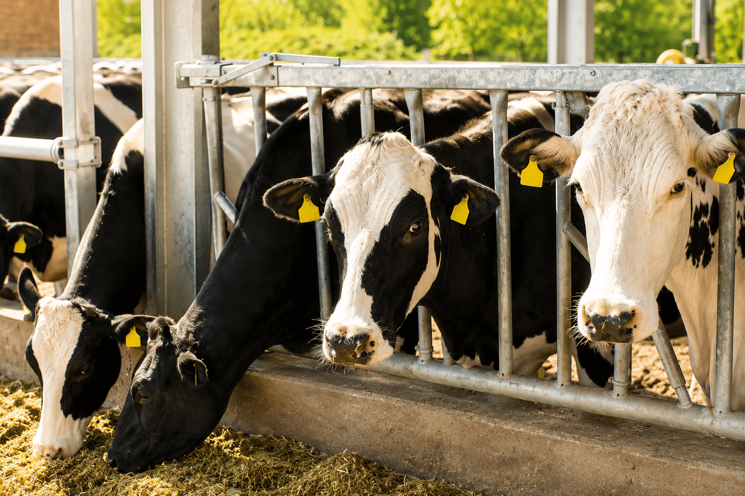 Bewital agri Farm Solutions Kühe im Stall Thema Energieversorgung