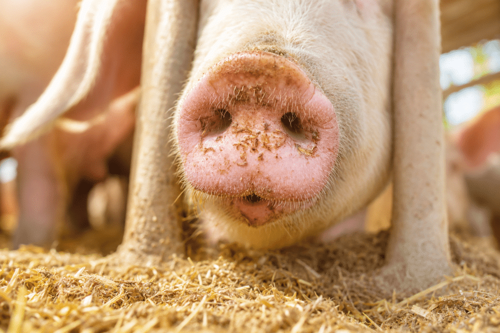 Bewital agri Farm Solutions Sauen im Stall Thema Energieversorgung
