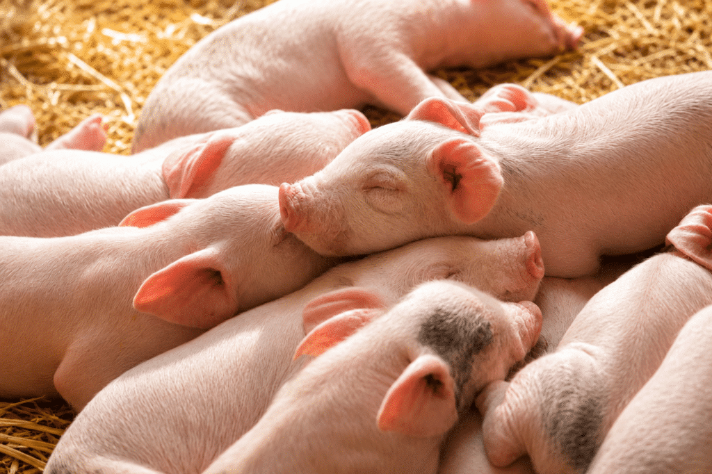 Bewital agri Farm Solutions Piglets in the Stable Topic Diarrhea