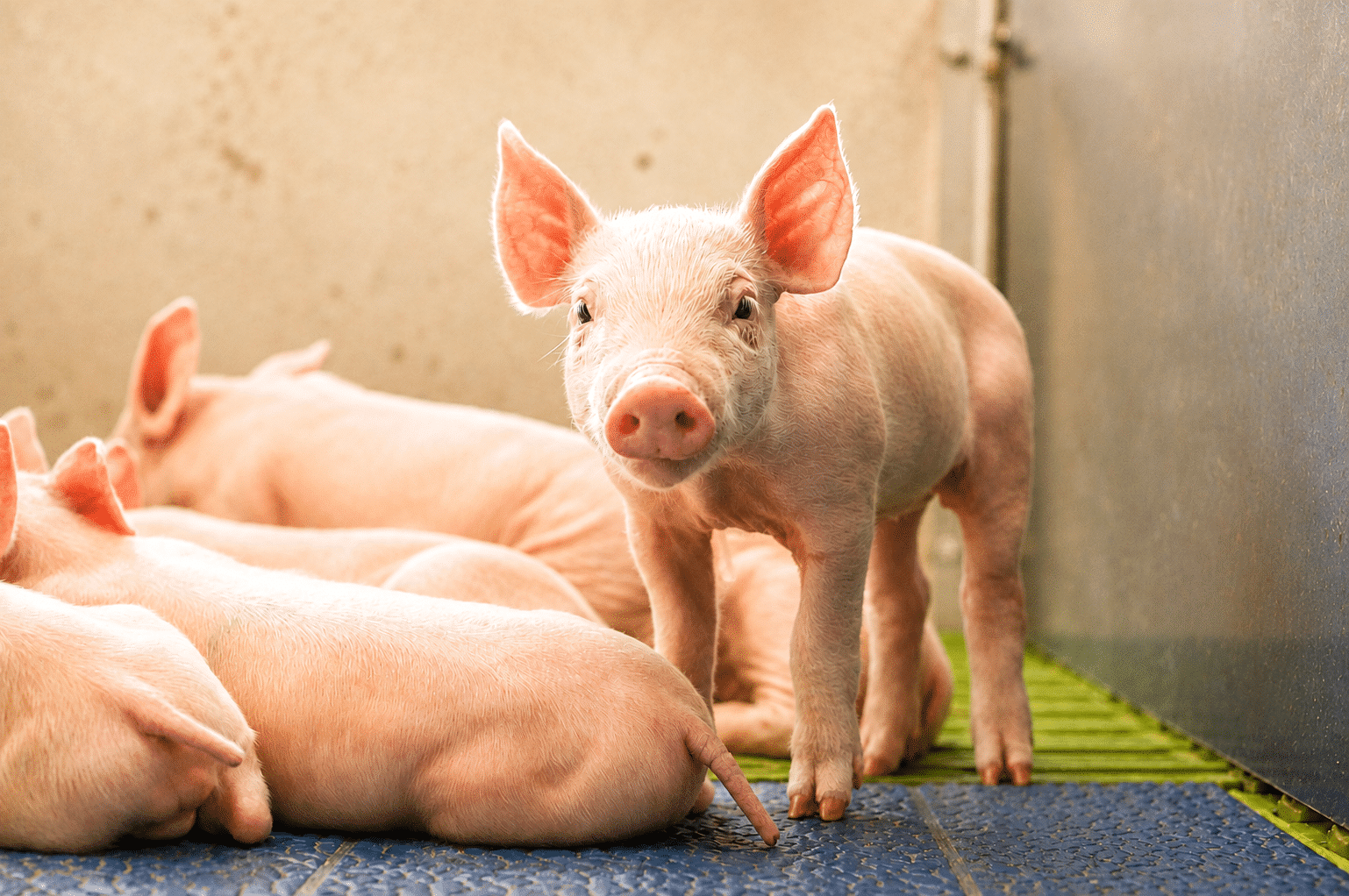 Bewital agri Farm Solutions Piglet Weaning