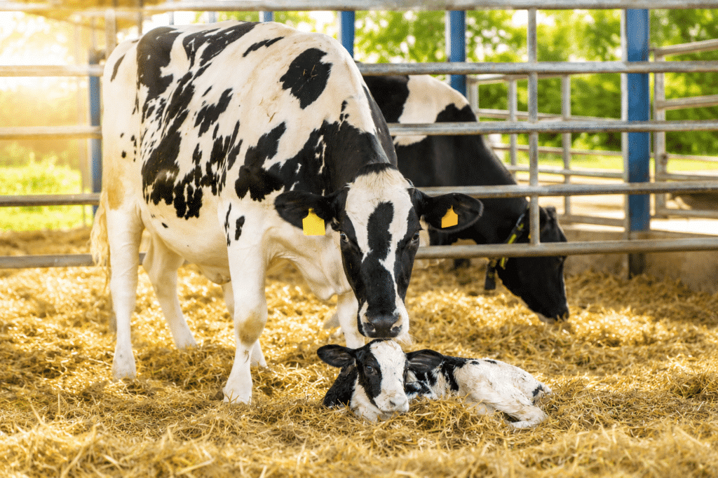 Bewital agri Farm Solutions cows with calf in the stable, topic calving stress