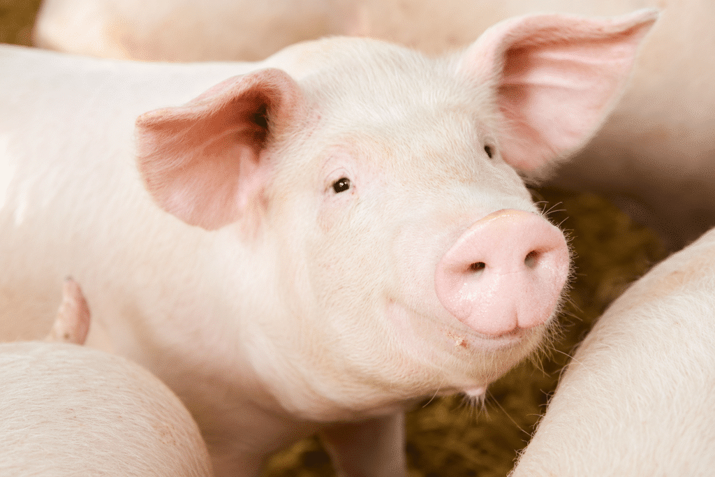 Bewital agri Farm Solutions Sauen im Stall