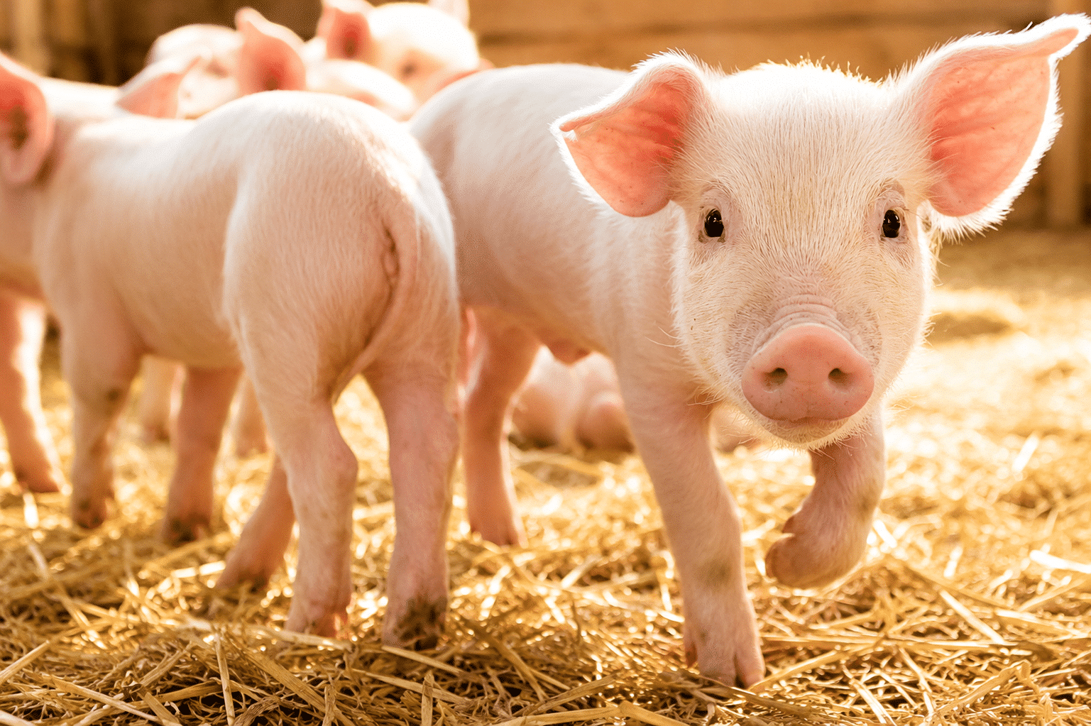 Bewital agri Farm Solutions piglets in barn heat stress topic
