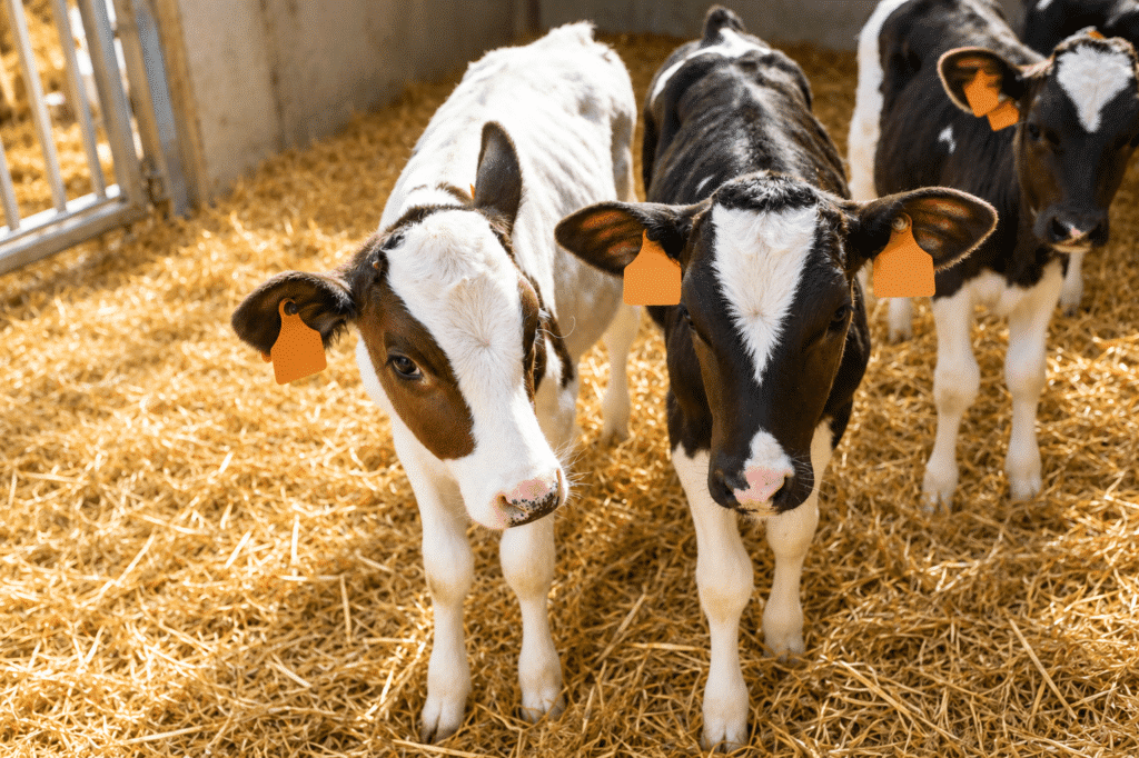 Bewital agri Farm Solutions Kalb / Kälber im Stall Thema Hitzestress