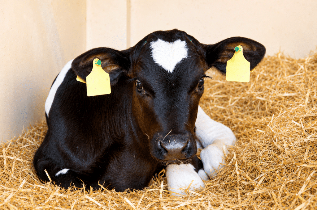 Bewital agri Farm Solutions calf / calves in the barn – topic: diarrhoea