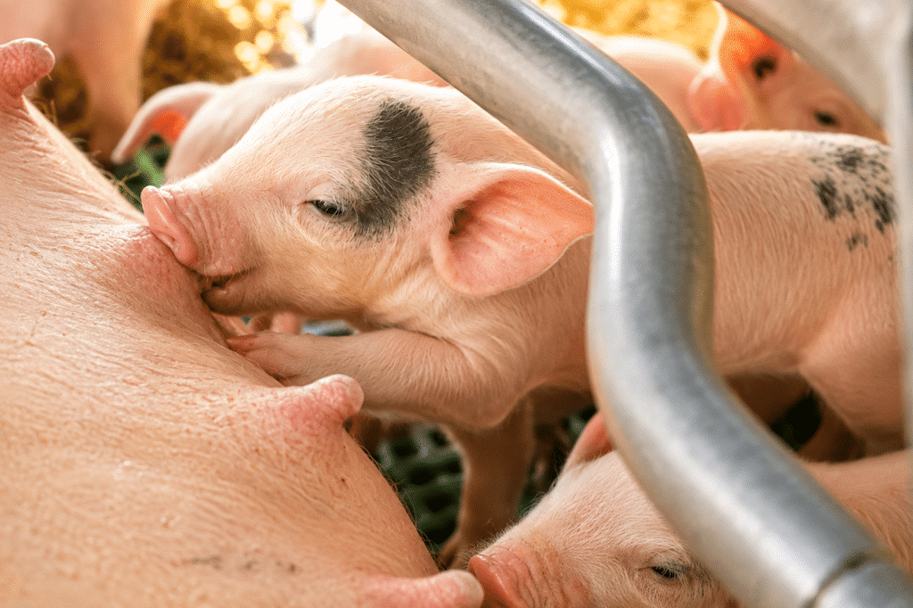 Bewital agri Farm Solutions Ferkel im Stall Thema Kolostrumversorgung