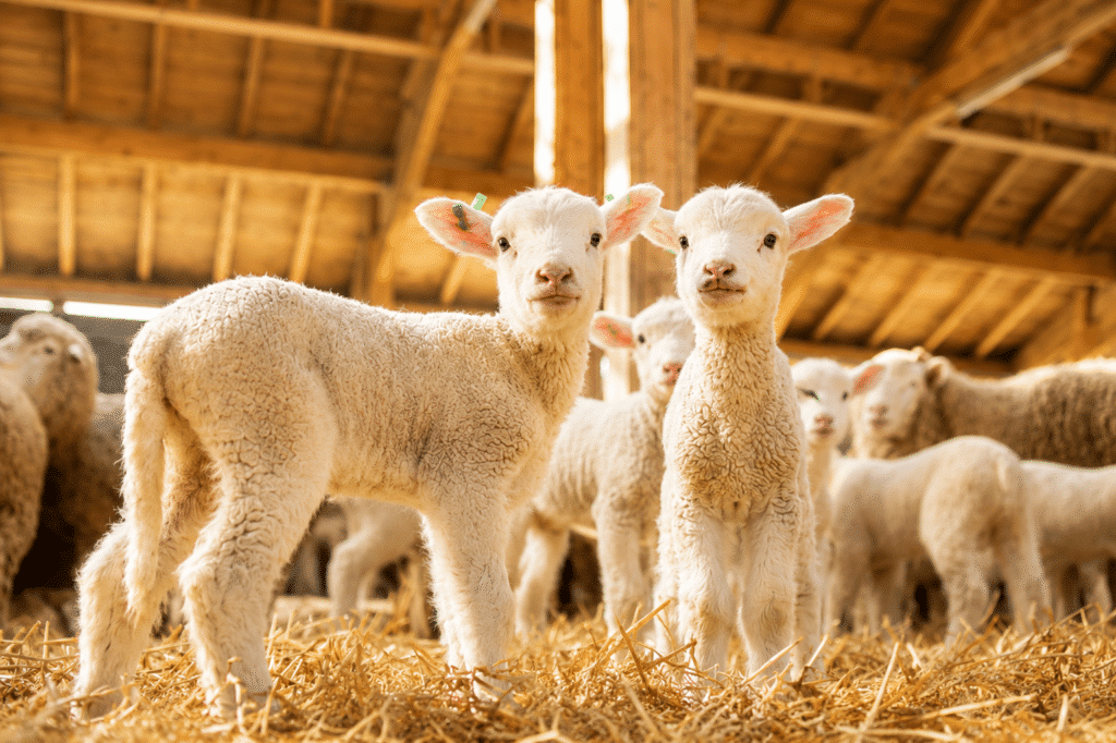 Bewital agri Farm Solutions Lamm / Lämmer im Stall Thema Kolostrumversorgung