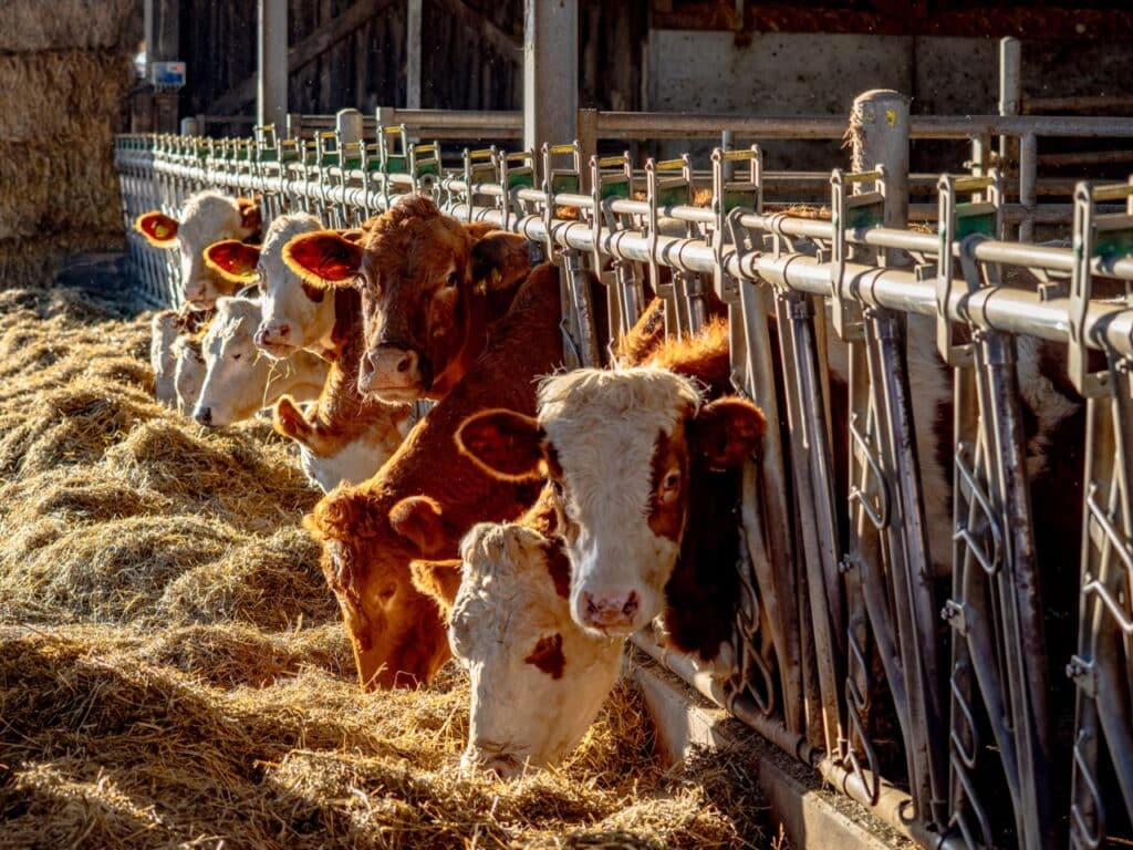 Bewital agri Farm Solutions calf / calves / feeder cattle in the barn topic: performance drops during weaning