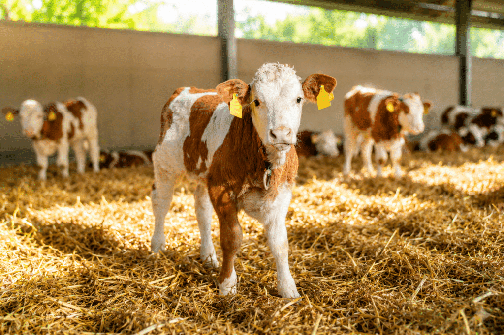 Bewital agri Farm Solutions Kalb / Kälber / Fresser im Stall Thema Stress nach der Einstallung