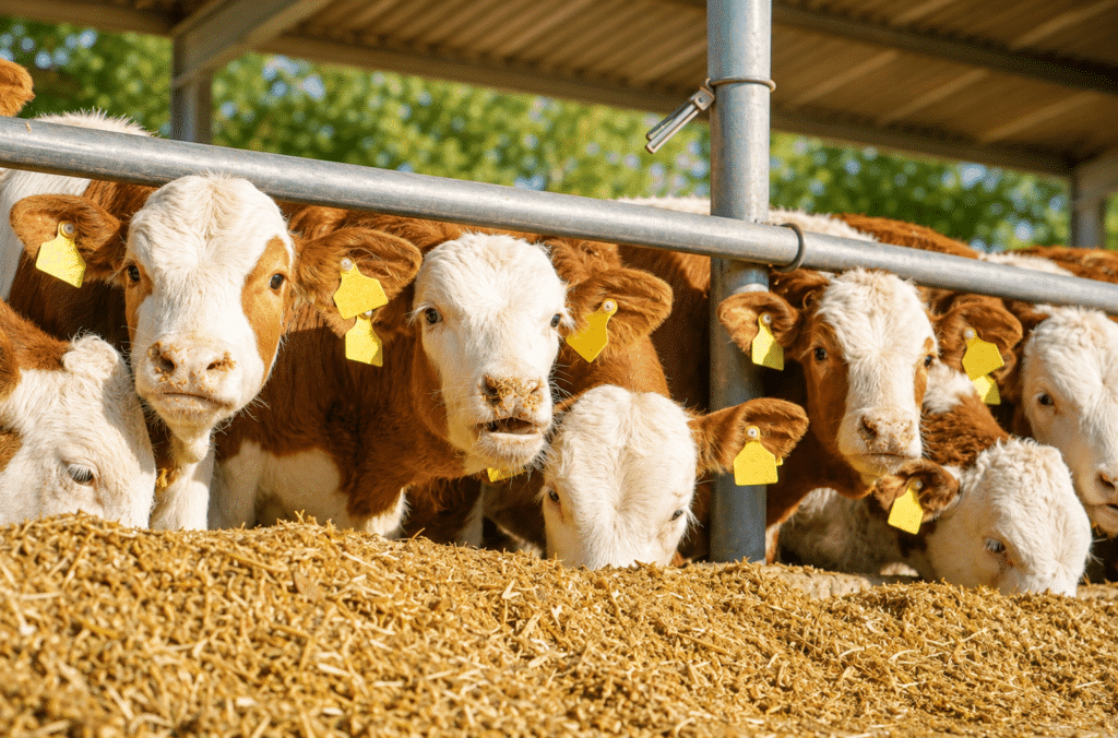 Bewital agri Farm Solutions Kalb / Kälber / Fresser im Stall Thema Verdauungsprobleme