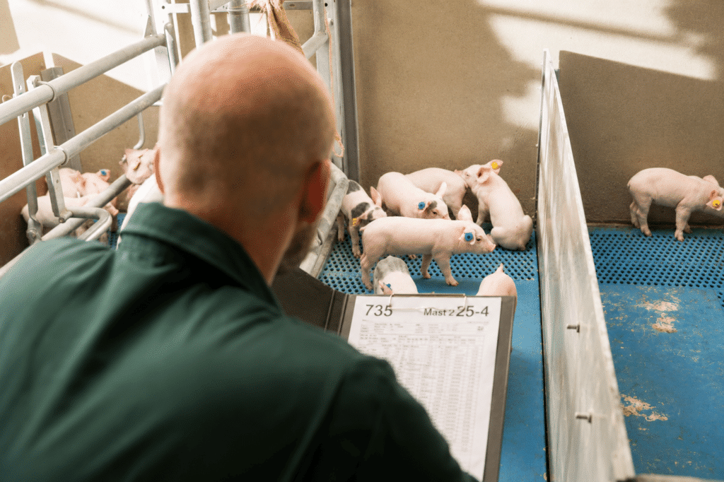 Bewital agri Farm Solutions Piglets in the Stable Topic Growth Depression