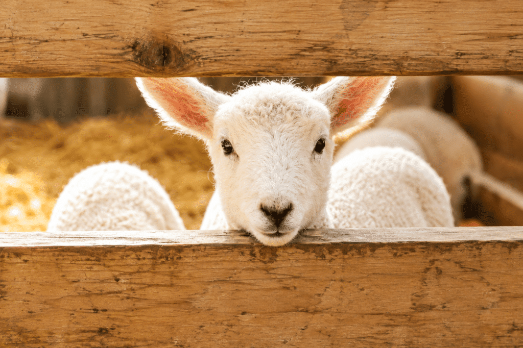 Bewital agri Farm Solutions Lamm / Lämmer im Stall Thema sichere Tränkeaufnahme