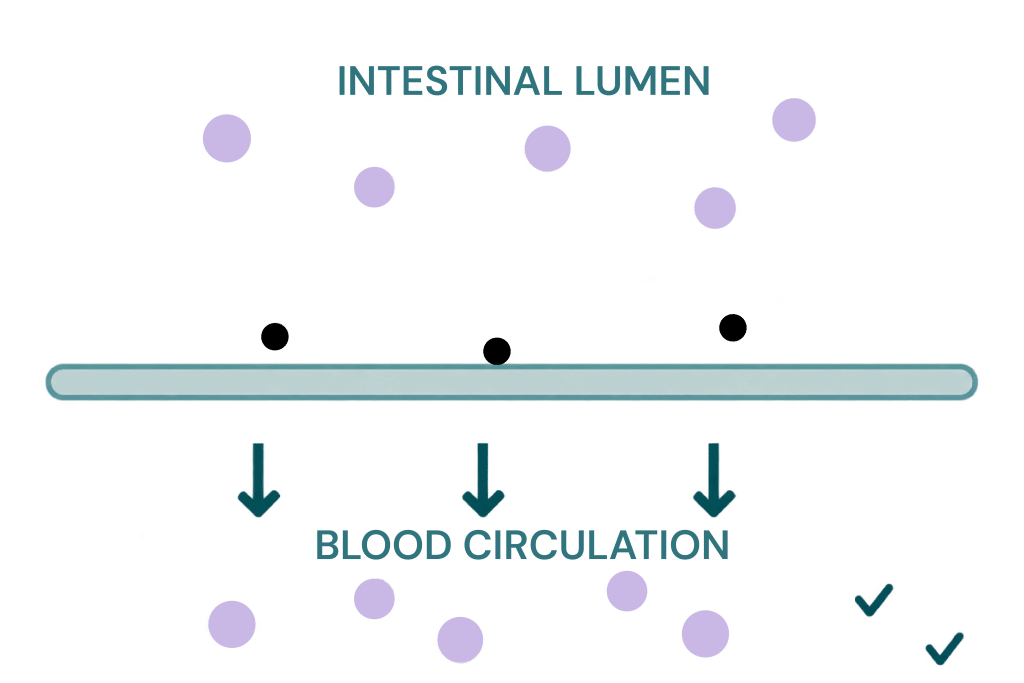 Bewital agri illustration of the transition from the intestinal lumen into the bloodstream with checkmarks as a symbol for improved nutrient absorption (Gites)