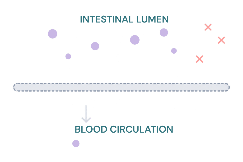 Bewital agri illustration of the transition from the intestinal lumen into the bloodstream with red crosses as a symbol for insufficient nutrient absorption (Gites)