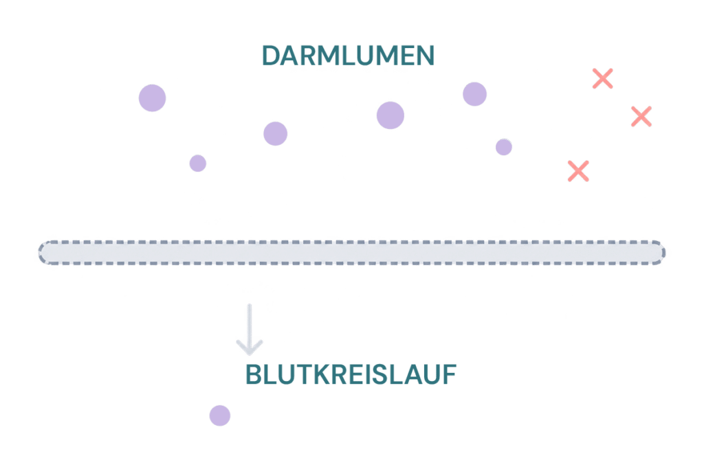 Bewital agri Illustration des Übergangs vom Darmlumen in den Blutkreislauf mit roten Kreuzen als Symbol für eine unzureichende Nährstoffaufnahme (Gites)