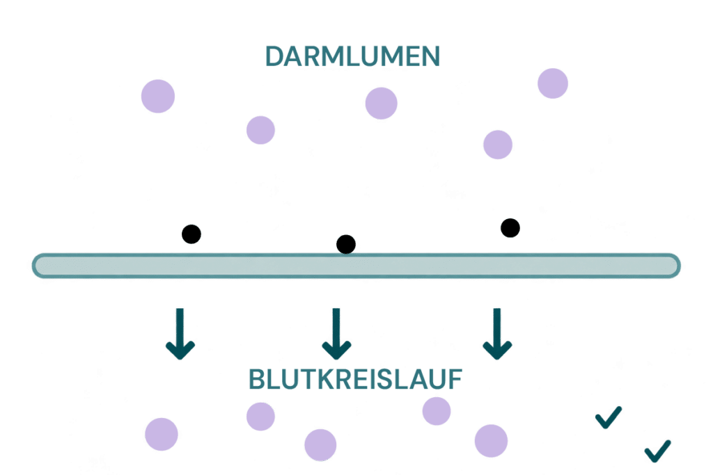Bewital agri Illustration des Übergangs vom Darmlumen in den Blutkreislauf mit Häkchen als Symbol für eine verbesserte Nährstoffaufnahme (Gites)
